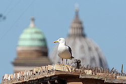 Möwe vor Petersdom-Kuppel